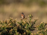 Dartford Warbler