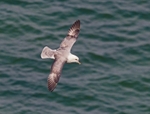 Fulmar