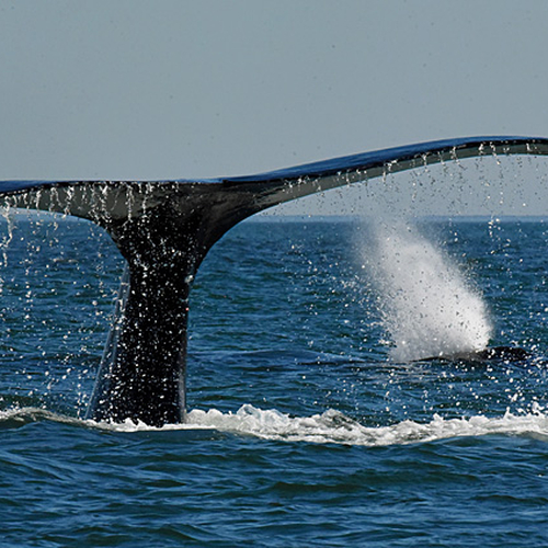Humpback Whale Megaptera novaeangliae One in dive mode, mate in blow mode.