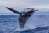0A3A3525. Backward Breach 1