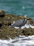 IMG_0562 Djibouti