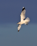 Common Gull portfolio