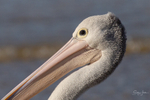 Pelican Portrait 1