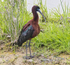 Glossy Ibis.