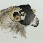 Blackface sheep