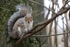 Squirrel 3