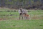 Reindeer
