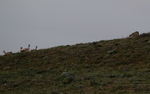 Puma and Guanacos