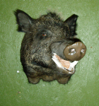 MONTERO