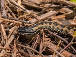 Adder