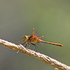 White-faced Meadowhawk (female)