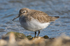 Dunlin (non-breeding plumage) on Brownsea Island