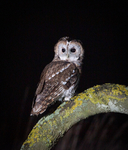 Wildlife at Night portfolio