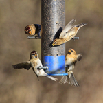 Lesser Redpoll portfolio