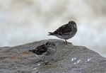 Purple Sandpipers