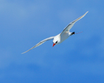 Red-tailed Tropicbird in flight, Kilauea Point, Kauai