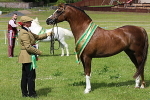 SIAL8441