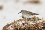 White-rumped Sandpiper side view, Volunteer Point, Falklands