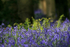 Bluebells   _ FL048