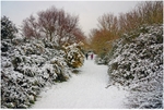 Winter Scene