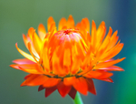 Straw Flower 2-2