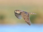 Sparrowhawk portfolio