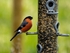 Bullfinch