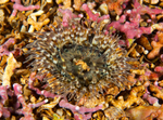 Sagartia troglodytes
