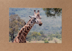 029 Drinking Giraffe