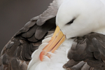 Preening Black-browed Albatross, Falklands