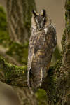 LONG EARED OWL / REF LEO 6
