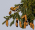 Common Crossbill