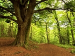 Anston Stones Wood (01)