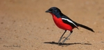 Crimson Breasted Shrike