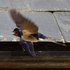 Swallow fly-past