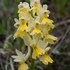 Few-flowered Orchid (Orchis pauciflora)