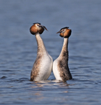 Great Crested Grebe - Podiceps cristatu