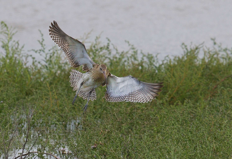 Eurasian Curlew - Dee Estuary - North Wales