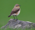 Northern Wheatear
