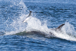 Chanory point, Bottle nose dolphins