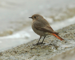 Black Redstart (female) on the causeway at Farmoor Reservoir