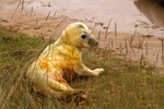 Grey Seal Pup