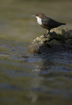 Dippers, North Wales