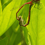 Large Red Damsels
