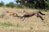 Cheetah cub chasing a Thomson's Gazelle fawn