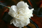 Flowers Set 2 - 10