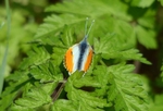 Orange Tip
