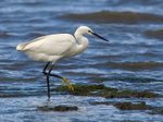 Little Egret portfolio
