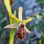 Archipelago Orchid (Ophrys archipelagi)…  synonymous with O.x arachnitiformis or  O x arachnitiformis Nm ‘archipelagiT