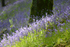Bluebells near Looe in Cornwall
